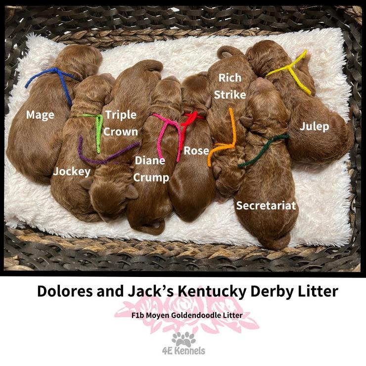 Goldendoodle Breeder Las Vegas Badass Breeder 4E Kennels